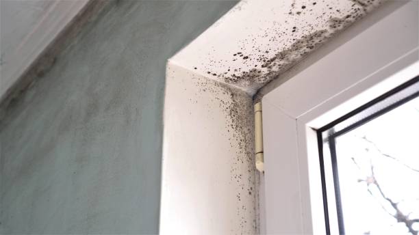 Office Mold Removal Services in Umatilla, OR