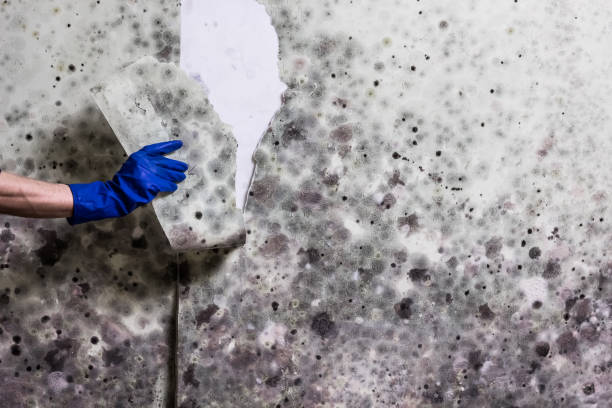 Best Commercial Mold Removal  in Umatilla, OR