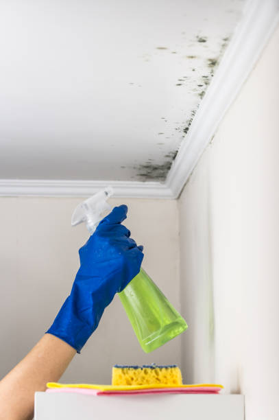 Best Toxic Mold Removal  in Umatilla, OR